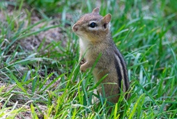 Chipmunk Image by Jack Bulmer from Pixabay