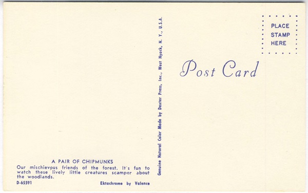 Back of Mischievous Pair of Chipmunks Woodlands Forest Vintage Postcard