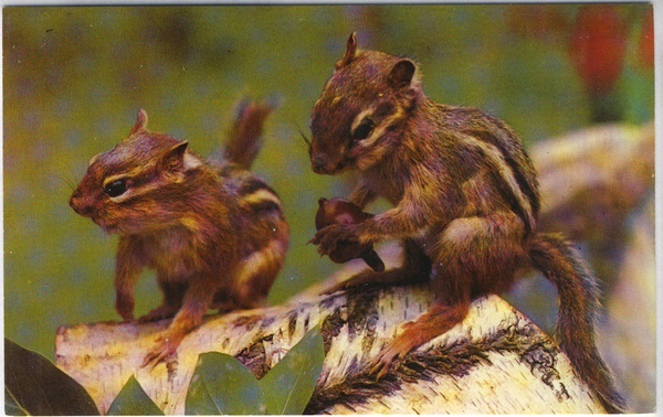 Mischievous Pair of Chipmunks Woodlands Forest Vintage Postcard