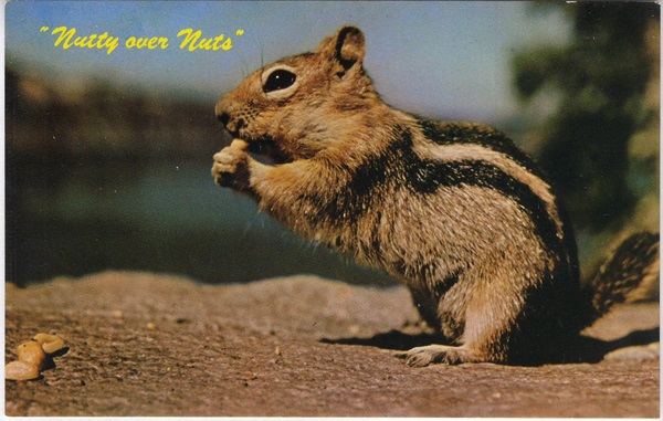 Nutty Over Nuts Ground Squirrel eating Nuts Vintage Postcard