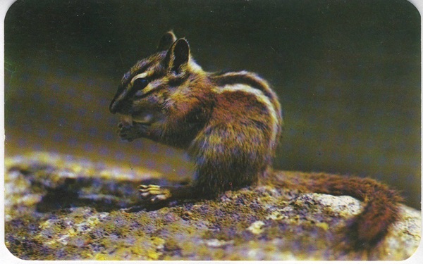 The Chipmunk Friend of the Outdoor Enthusiast Vintage Postcard