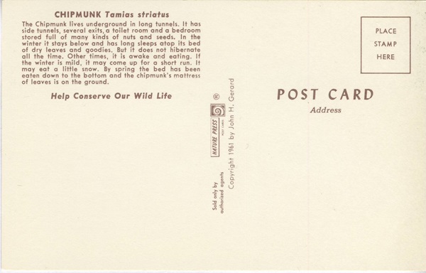 Back of Vintage Postcard Chipmunk Red Berries Nature Press Wildlife