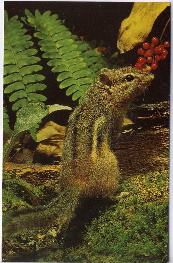 Vintage Postcard Chipmunk Red Berries Nature Press Wildlife